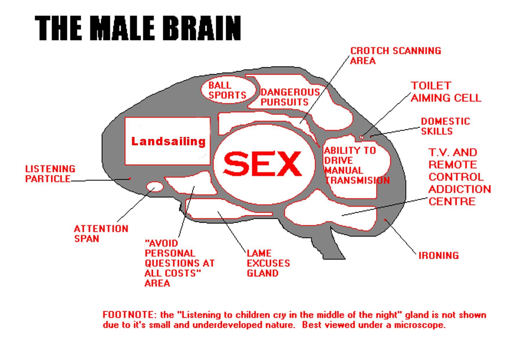 Areas Of Brain Activation In Males And Females During