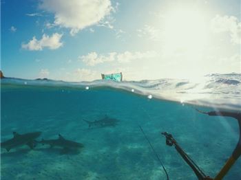 Kite down, Sharks below... The unknown beneath. - Kitesurfing News