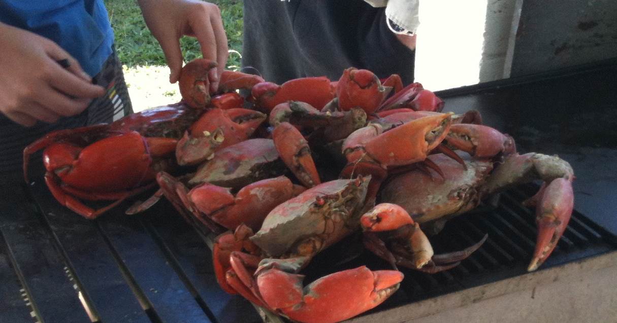 mud crabs crab these catch tips seabreeze anyone seen pic except afternoon feed eating fresh saturday better much than there