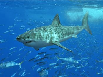 Why can't you see a Great White Shark in captivity? - Stand Up Paddle News