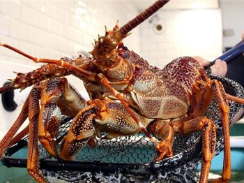 Over $2m in fines for catching Rock Lobster! - Fishing News