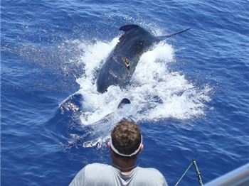 Australia's First 1000lb+ Marlin Landed! - Fishing News