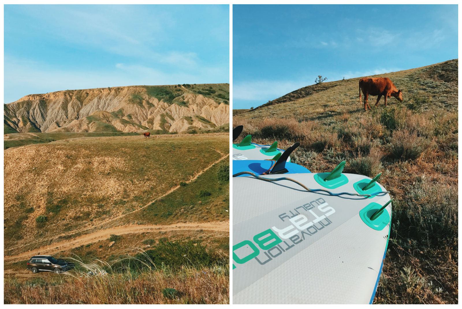 julia-karpacheva-paddleboarding-russia-black-sea-cows-in-the-countryside