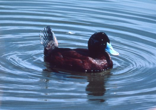 Blue Billed Duck