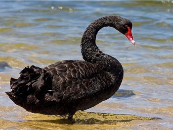 Swans getting hooked in Melbourne. - Fishing News