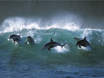 Dolphin takes out Stand Up Paddler in the lineup! - Stand Up Paddle News