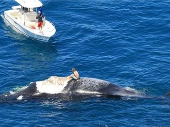 Whale carcass spells trouble at premium Perth Wave spot - Kitesurfing News