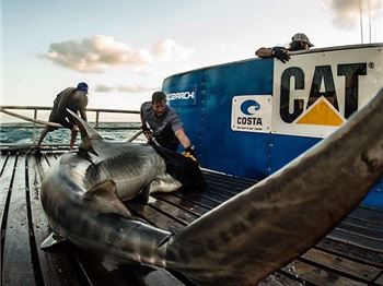 Don't forget to check the shark forecast before you paddle! - Stand Up Paddle News