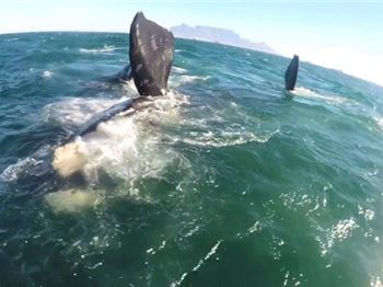 Kiteboarding with Whales in Cape Town - Kitesurfing News